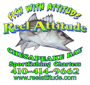 Chesapeake Bay Fishing Charter Trophy Rockfish Season